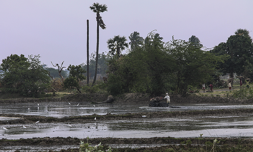 Field Preparation 3-Kumbakkonam